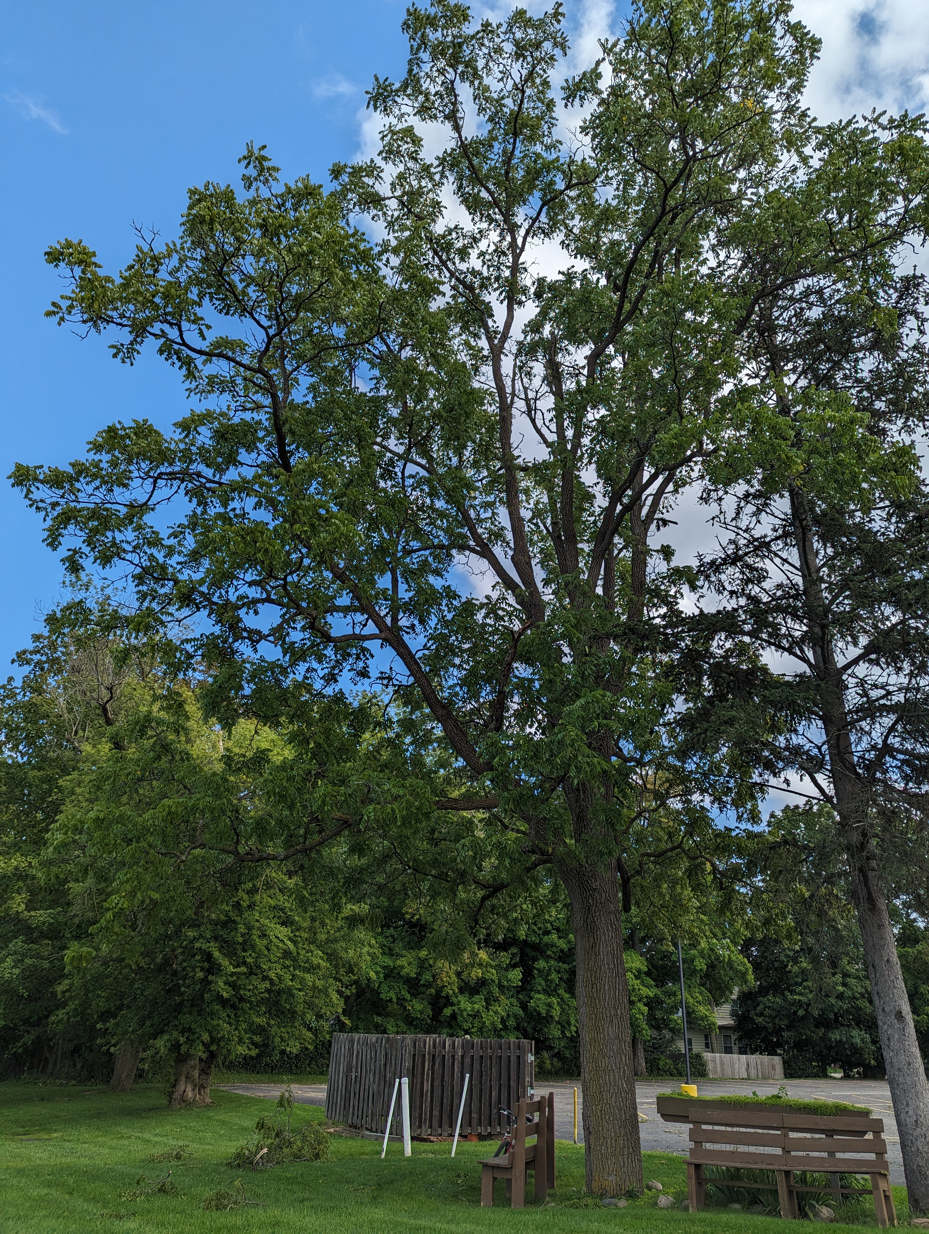 Black walnut tree. 